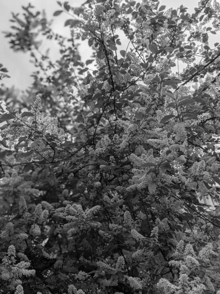 Lindos Galhos Árvores Com Folhas Flores Primavera — Fotografia de Stock