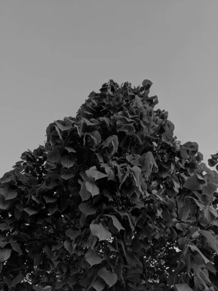 Folhas Frescas Mola Jardim — Fotografia de Stock