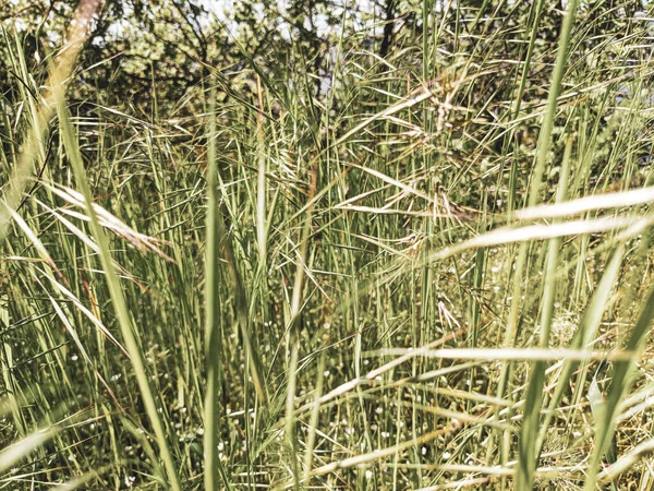 Beautiful Grass Growing Lawn Spring — Stock Photo, Image