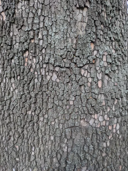 Cerrar Árbol Tronco Textura Fondo Madera —  Fotos de Stock