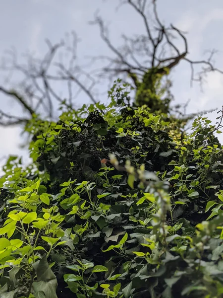 春に成長する美しい植物は — ストック写真