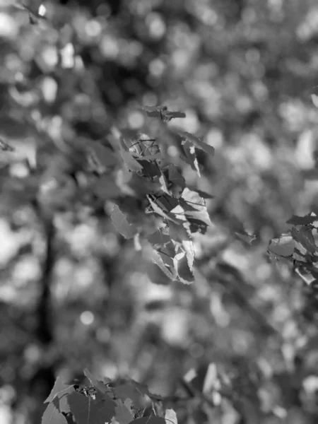 Beautiful Tree Branches Leaves Spring — Stock Photo, Image