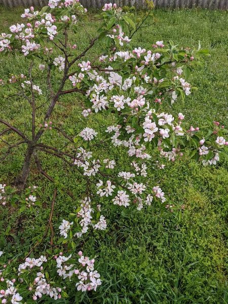 Mooie Boomtakken Met Bladeren Bloemen Het Voorjaar — Stockfoto