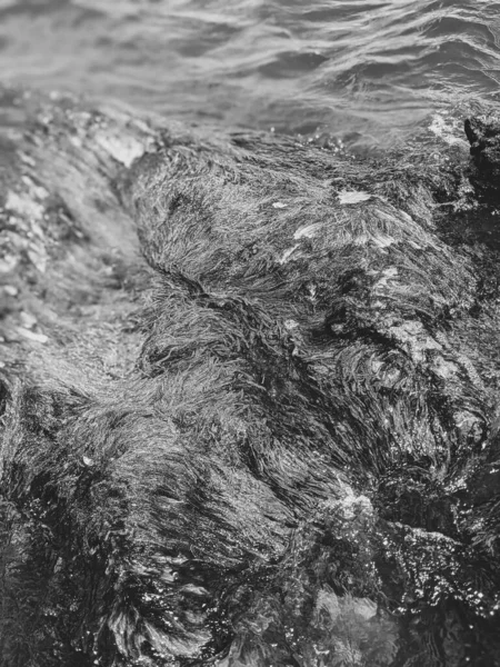 Schöne Textur Hintergrund Aus Algen Nahaufnahme — Stockfoto