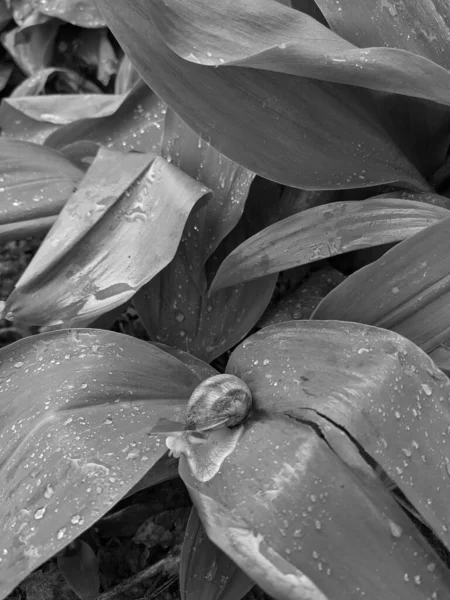 Close Tiro Folhas Frescas Parque Caracol — Fotografia de Stock