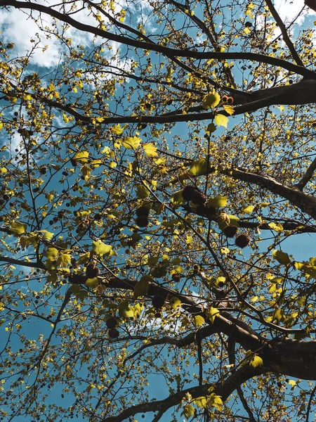 Bela Árvore Primavera Contra Fundo Céu — Fotografia de Stock