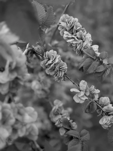 Hermosas Hojas Brotes Árboles Frescos Primavera —  Fotos de Stock