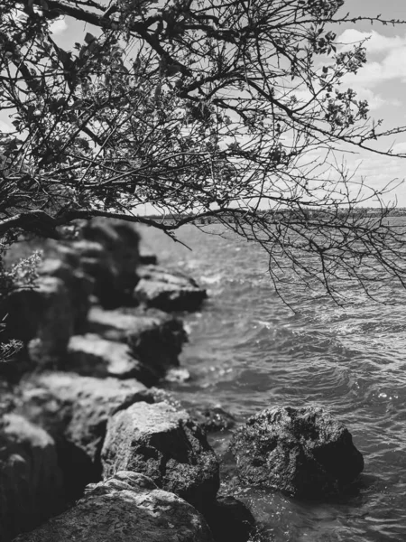 Hermoso Paisaje Marino Con Árbol — Foto de Stock