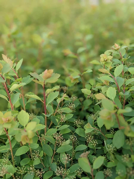 Belles Plantes Poussant Printemps — Photo