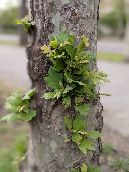 Όμορφα Κλαδιά Δέντρων Φύλλα Την Άνοιξη — Φωτογραφία Αρχείου