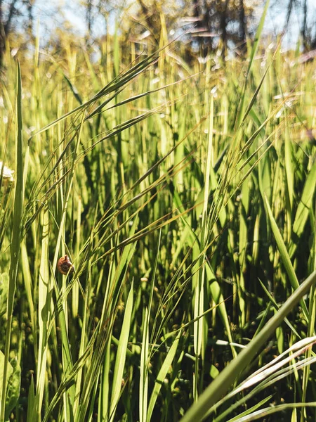 Beautiful Grass Growing Lawn Spring — Stock Photo, Image