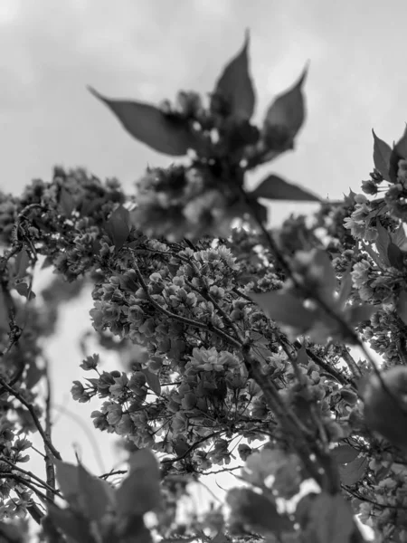 Lkbaharda Parkta Güzel Bir Ağaç Çiçek Açar — Stok fotoğraf