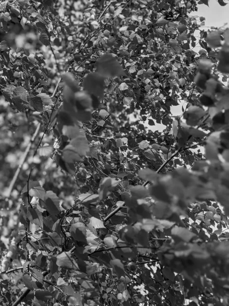 아름다운 가지들 잎들이 — 스톡 사진