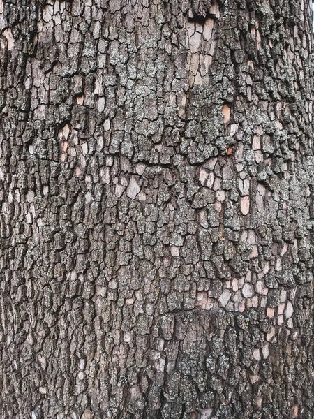 木の幹の質感の背景を閉じます — ストック写真