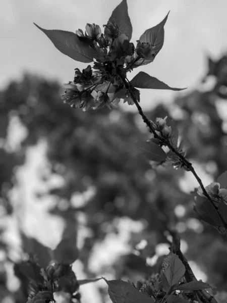 Hermosa Flor Árbol Primavera Parque —  Fotos de Stock