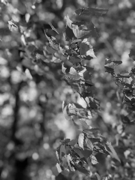 Lkbaharda Yaprakları Olan Güzel Ağaç Dalları — Stok fotoğraf