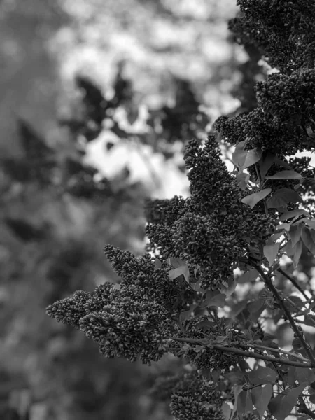 Fliederstrauch Wächst Frühling Garten — Stockfoto