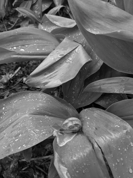 Primer Plano Hojas Frescas Parque Caracol —  Fotos de Stock