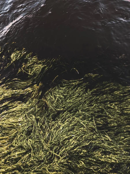 Beautiful Texture Background Seaweed Close — Stock Photo, Image