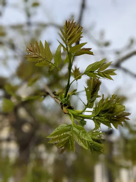 Piękne Gałęzie Drzew Liśćmi Wiosną — Zdjęcie stockowe