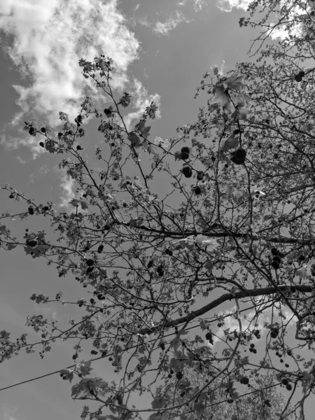 Красивое Дерево Весной Фоне Неба — стоковое фото