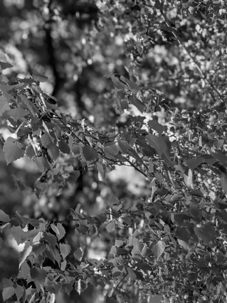 Beautiful Tree Branches Leaves Spring — Stock Photo, Image