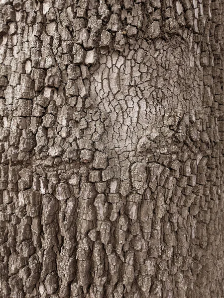 Vicino Albero Tronco Texture Sfondo Legno — Foto Stock