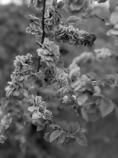 Hermosas Hojas Brotes Árboles Frescos Primavera —  Fotos de Stock