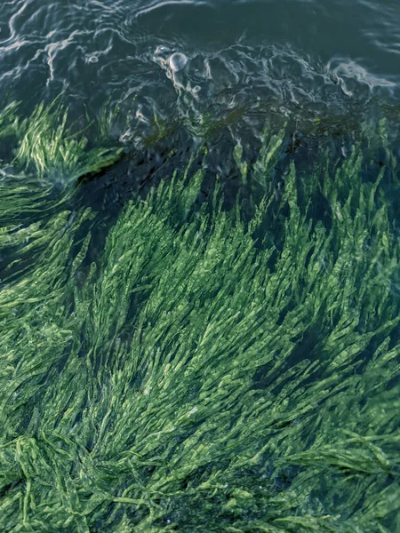 Schöne Textur Hintergrund Aus Algen Nahaufnahme — Stockfoto