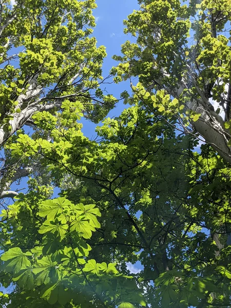 Krásné Kaštanové Větve Jaře — Stock fotografie