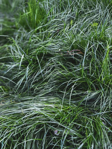 Beautiful Grass Growing Lawn Spring Royalty Free Stock Images