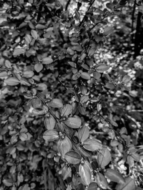 Güzel taze ağaç yaprakları ve tomurcukları baharda