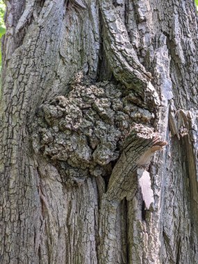 Ağaç gövdesini kapat arka plan, ahşap