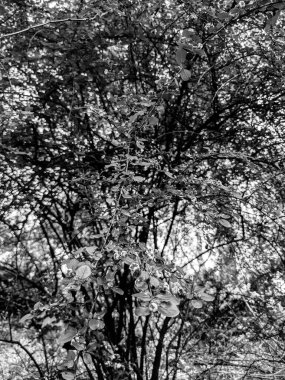 Güzel taze ağaç yaprakları ve tomurcukları baharda