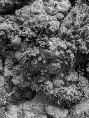 Ağaç gövdesini kapat arka plan, ahşap