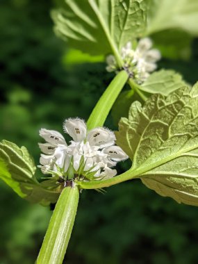 Parktaki fabrikanın yakın plan çekimi.