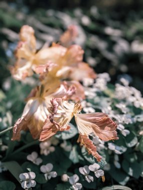 Güzel laleler, baharda büyüyen çiçekler. 