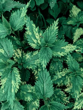 Ormanda taze ısırgan otu yapraklarının yakın plan çekimi. 