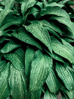 Parkta taze yaprakların yakın plan çekimi.