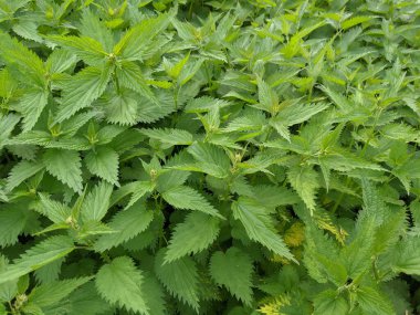 Ormandaki taze ısırgan otu yapraklarını yakın çekim 