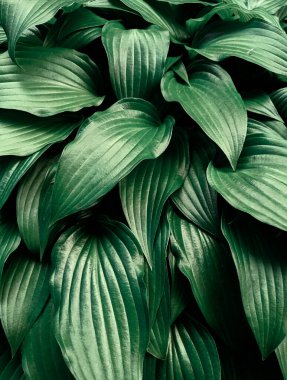 Parkta taze yaprakların yakın plan çekimi.