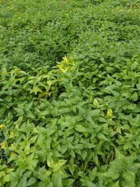 Ormanda taze ısırgan otu yapraklarının yakın plan çekimi. 