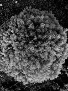 İlkbaharda güzel köknar dalları 