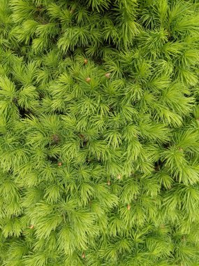 İlkbaharda güzel köknar dalları 