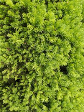 İlkbaharda güzel köknar dalları 