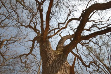Ormandaki yaşlı ağaç, doğa.