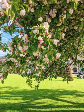 İlkbaharda yaprakları ve çiçekleri olan güzel ağaç dalları 