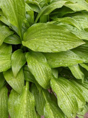 Parkta taze yaprakların yakın plan çekimi.