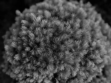 İlkbaharda güzel köknar dalları 