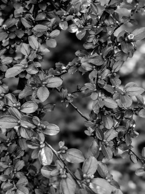 Güzel taze ağaç yaprakları ve tomurcukları baharda